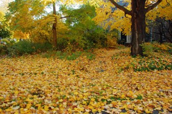 Leaves on lawn